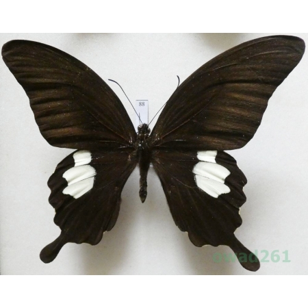 Papilio sataspes Felder & Felder, 1864 Indonesia, Sulawesi 104mm88
